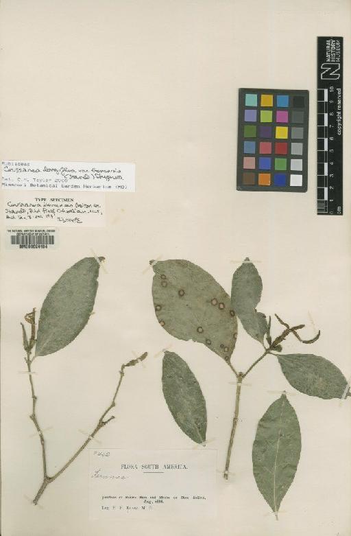 Coussarea longiflora var. benensis (Britton ex Standl.) Steyerm. - BM000624104