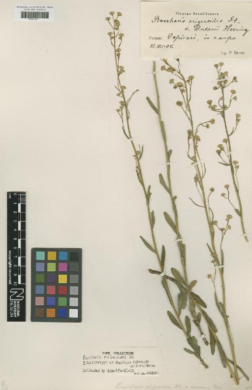 Baccharis erigeroides DC. - BM001209111