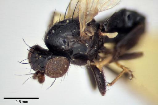 Melanthomyza polita Malloch, 1933 - Melanthomyza_polita_holotype_3