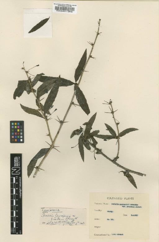 Berberis gagnepainii var. praestans Ahrendt - BM000554527