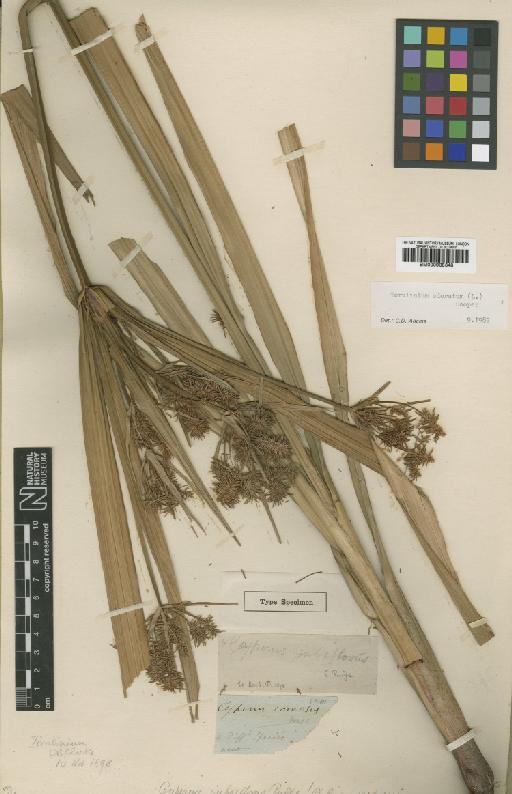 Torulinium odoratum (L.) S.S.Hooper - BM000938348