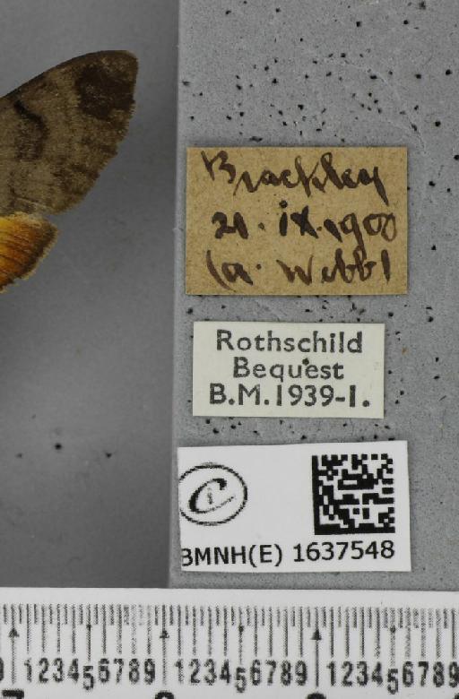 Macroglossum stellatarum (Linnaeus, 1758) - BMNHE_1637548_label_206235