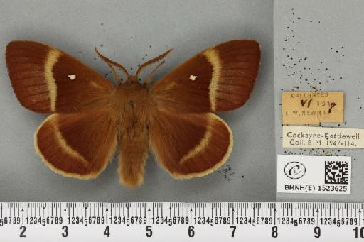 Lasiocampa quercus callunae ab. poveyi Smith, 1954 - BMNHE_1523625_193459