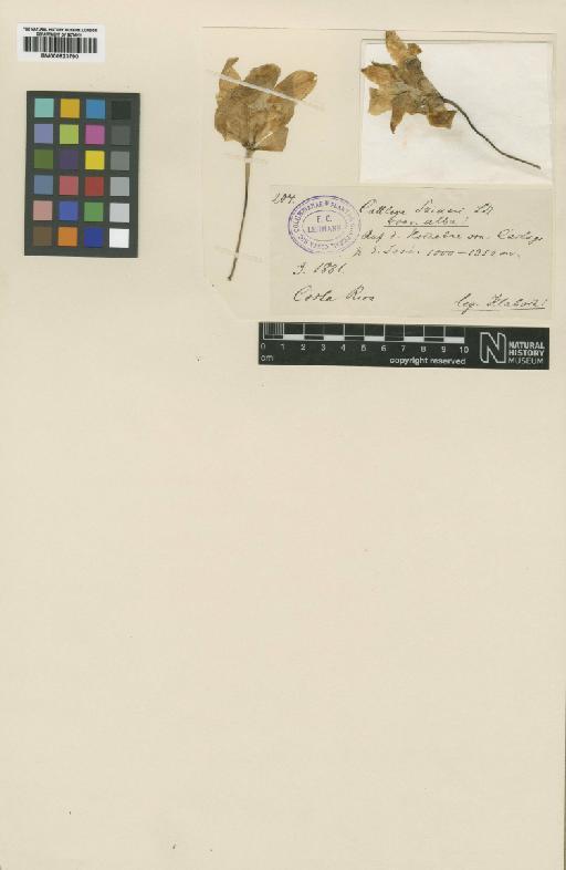 Cattleya skinneri f. alba Schltr. - BM000923790