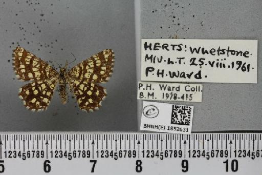 Chiasmia clathrata clathrata (Linnaeus, 1758) - BMNHE_1852631_424251