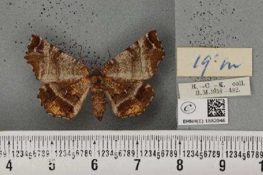 Selenia dentaria ab. fulvopustulata Smith, 1949 - BMNHE_1882046_a_447791