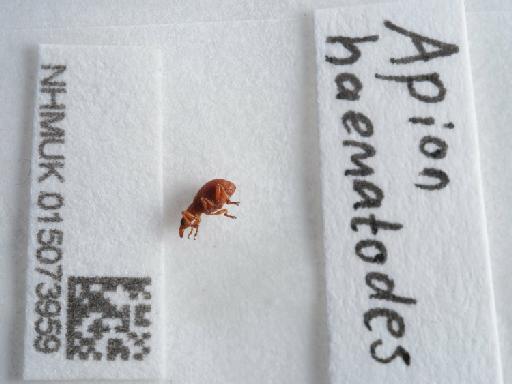 Apion (Apion) haematodes Kirby, 1808 - 015073959_1