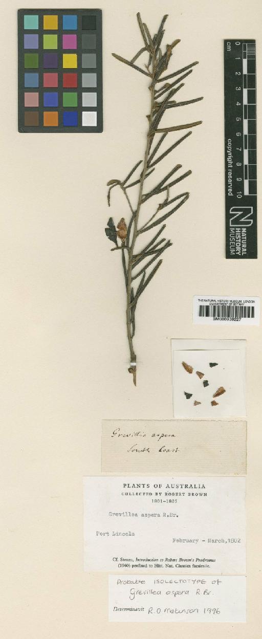 Grevillea aspera R.Br. - BM000939227