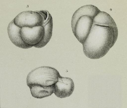 Miliolina labiosa (d'Orbigny) - ZF1871_6_3_Flintinoides_labiosa.jpg