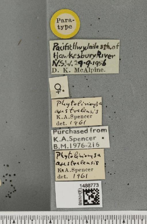 Phytoliriomyza australensis Spencer, 1963 - BMNHE_1488773_label_52620
