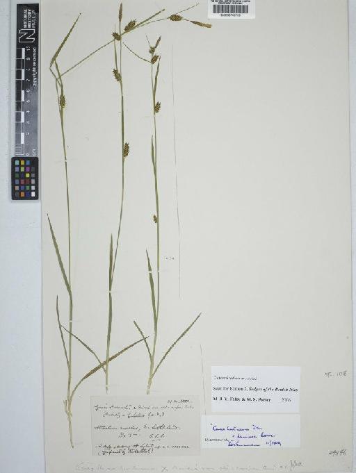 Carex demissa Hornem. × C. hostiana DC. - BM000790789 C