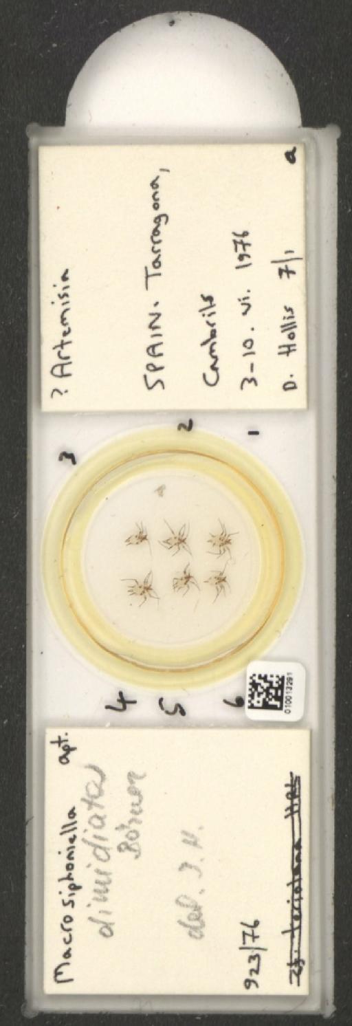Macrosiphoniella dimidiata Börner, 1942 - 010013291_112659_1094720