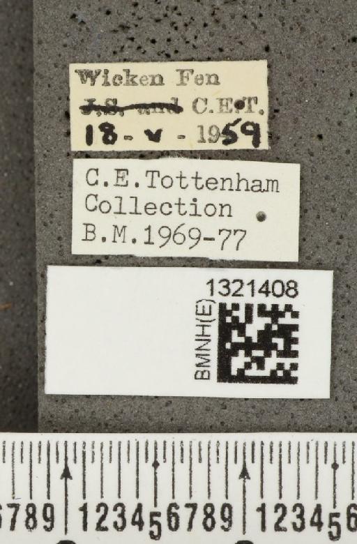Epitrix pubescens (Koch, J.D.W., 1803) - BMNHE_1321408_label_11853