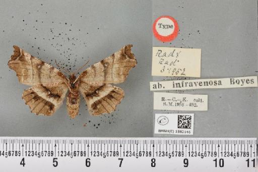 Selenia dentaria ab. infravenosa Boyes, 1954 - BMNHE_1882146_a_447894