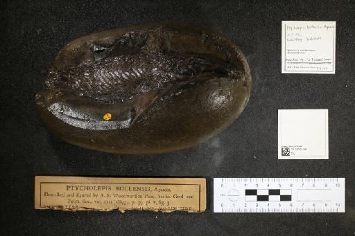 Ptycholepis bollensis Agassiz, 1832 - 010039199_L010041304