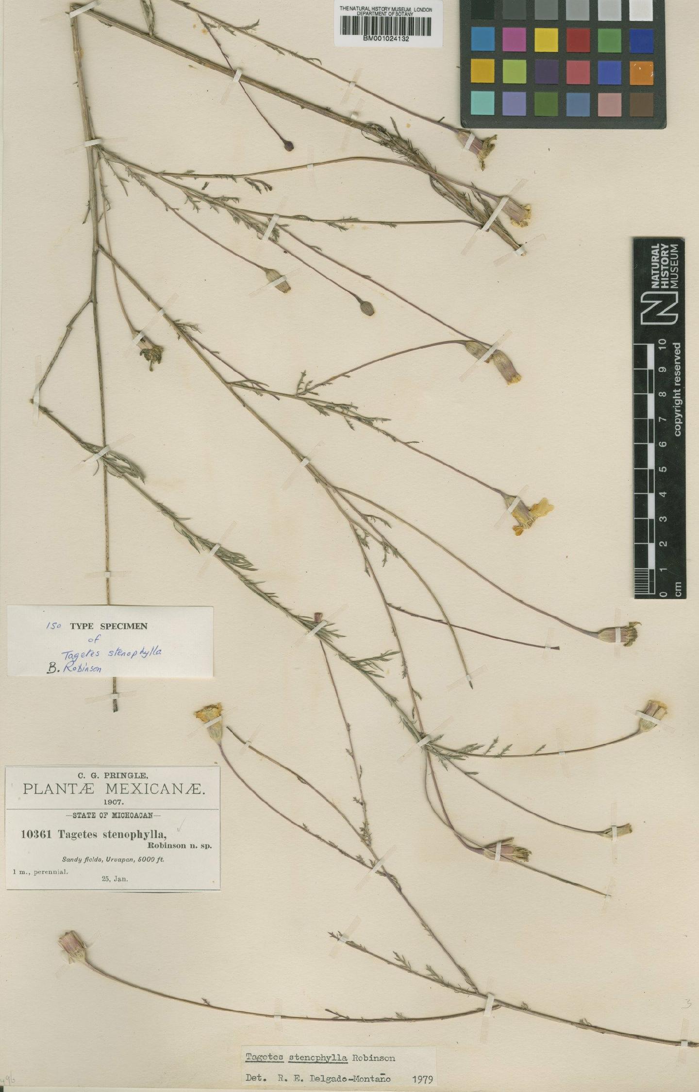 To NHMUK collection (Tagetes stenophylla B.L.Rob.; Isotype; NHMUK:ecatalogue:622903)