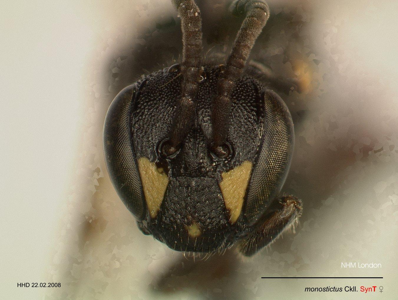 Hylaeus monostictus