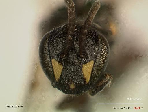 Hylaeus monostictus Cockerell, 1924 - 969449a