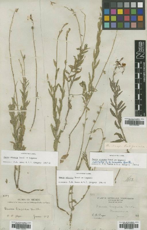 Gaura odorata Sessé & Lag. - BM001008384