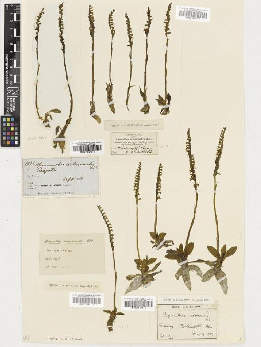 Spiranthes spiralis (L.) Chevall. - BM001037314