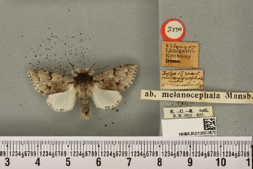 Acronicta leporina ab. melanocephala Mansbridge, 1905 - NHMUK_010502870_561037