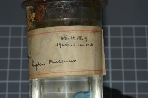 Helicops modestus Günther, 1861 - Image of specimen 1946.1.14.42