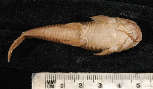 Callichthys affinis Günther, 1864 - 1861.5.7.1-4d; Callichthys affinis; ventral view; ACSI Project image