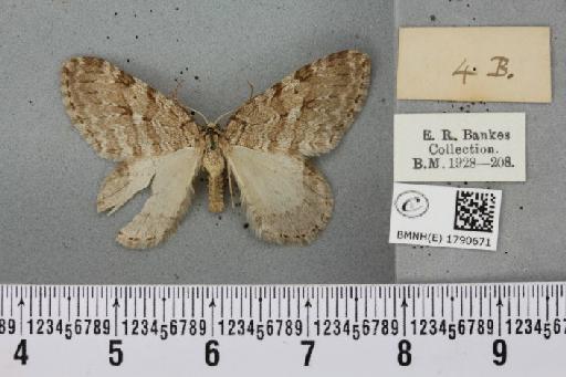 Epirrita autumnata ab. approximaria Weaver, 1852 - BMNHE_1790671_a_360772