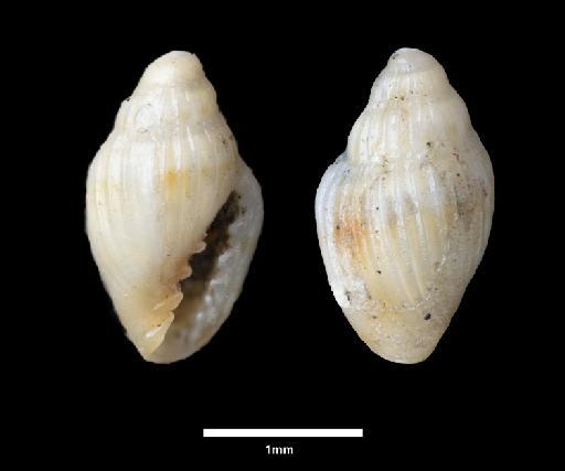 Marginella sulcata d'Orbigny, 1842 - 1854.10.4.314_E