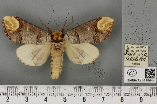 Phalera bucephala bucephala (Linnaeus, 1758) - BMNHE_1639644_208798