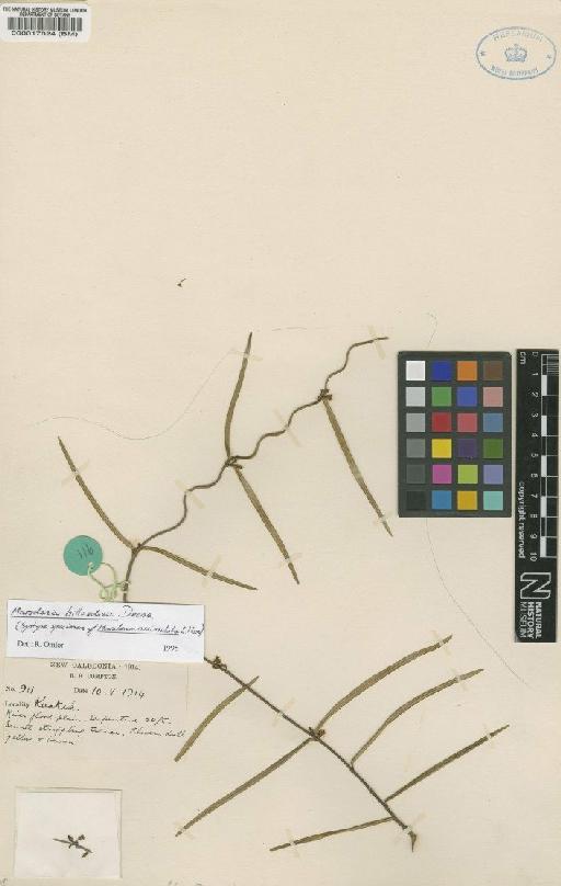 Marsdenia billardieri Decne. - BM000017024