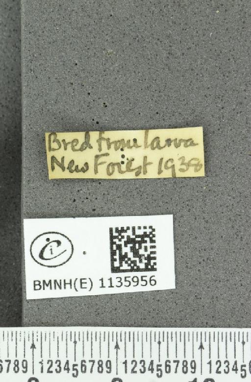 Neozephyrus quercus ab. caerulescens Lempke, 1936 - BMNHE_1135956_label_94053