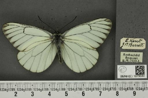 Aporia crataegi (Linnaeus, 1758) - BMNHE_1079044_70095