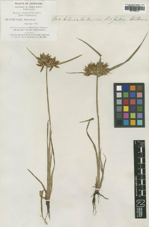 Cyperus platystylis R.Br. - BM000990807