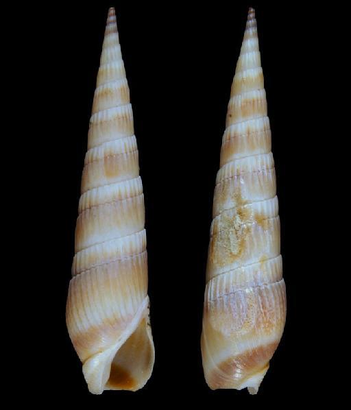 Terebra anomala Gray, 1834 - 1979118