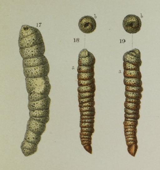 Ammodiscus shoneanus (Siddall 1878) - ZF1063_38_19b_Turritellella_shoneana.jpg