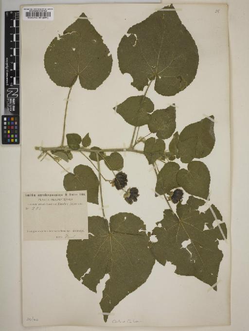 Abutilon pauciflorum - BM000545730