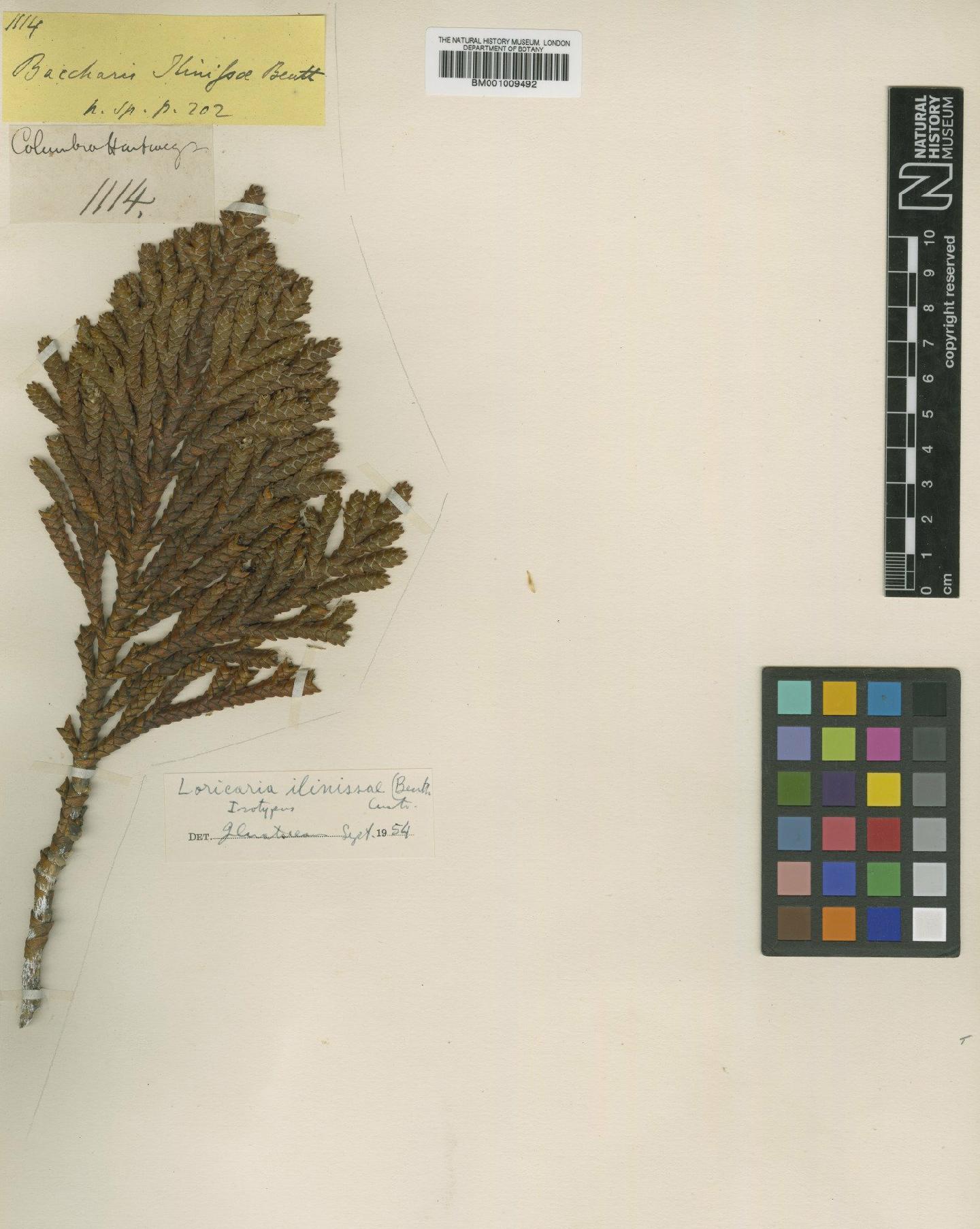 To NHMUK collection (Loricaria ilinissae (Benth.) Cuatrec.; Isotype; NHMUK:ecatalogue:611359)