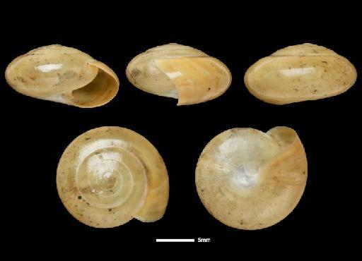 Despoena (Chersodespoena) cinnanomea Sykes, 1900 - 1900.2.2.5, HOLOTYPE, Despoena (Chersodespoena) cinnanomea Sykes, 1900