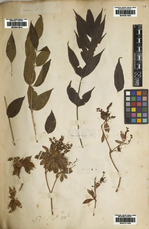 Pieris japonica (Thunb.) D.Don - BM000815646