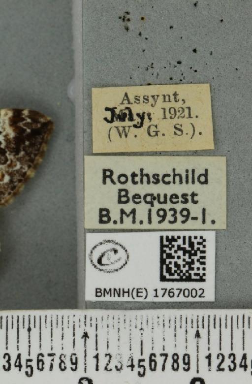 Dysstroma truncata truncata ab. russata Denis & Schiffermüller, 1775 - BMNHE_1767002_label_347908