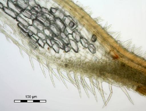 Syrrhopodon hispidissimus Dixon - Syrrhopodon hispidissimus_BM000672807hyaline.jpg