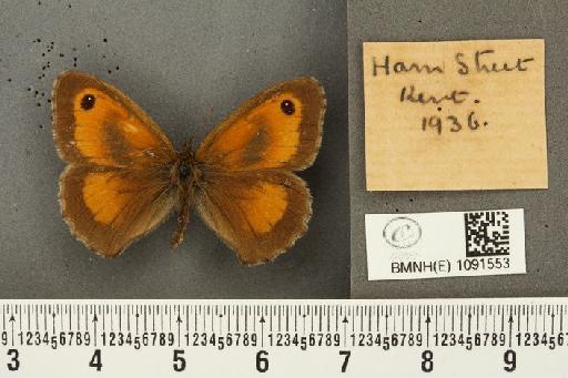 Pyronia tithonus britanniae (Verity, 1914) - BMNHE_1091553_1981