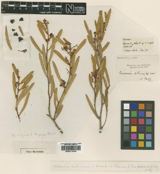 Acacia kempeana F.Muell. - BM000796597