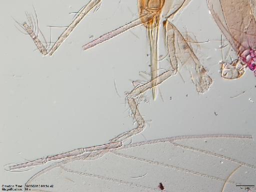 Lutzomyia walkeri species group Migonei Newstead, 1914 - Lutzomyia_walkeri-BMNH(E)1722099_LT-male_palpi-10x.tif