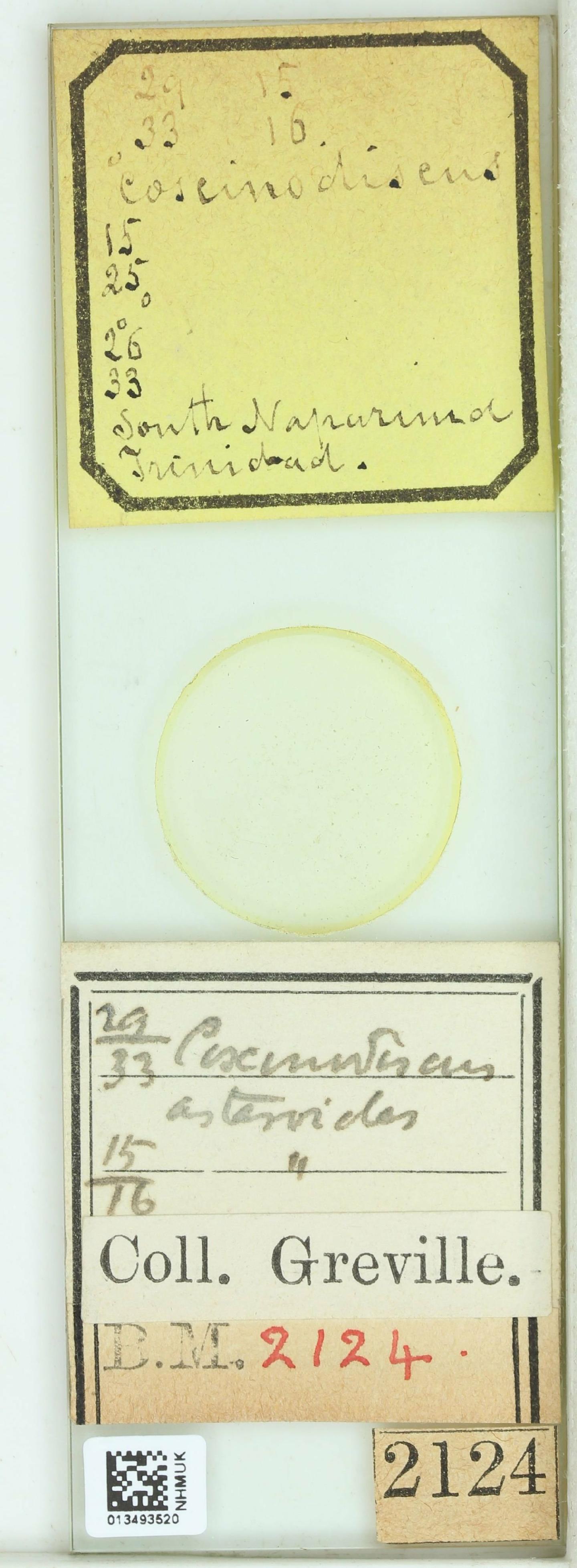 To NHMUK collection (Coscinodiscus asteroides Truán & O.N.Witt; NHMUK:ecatalogue:4735905)