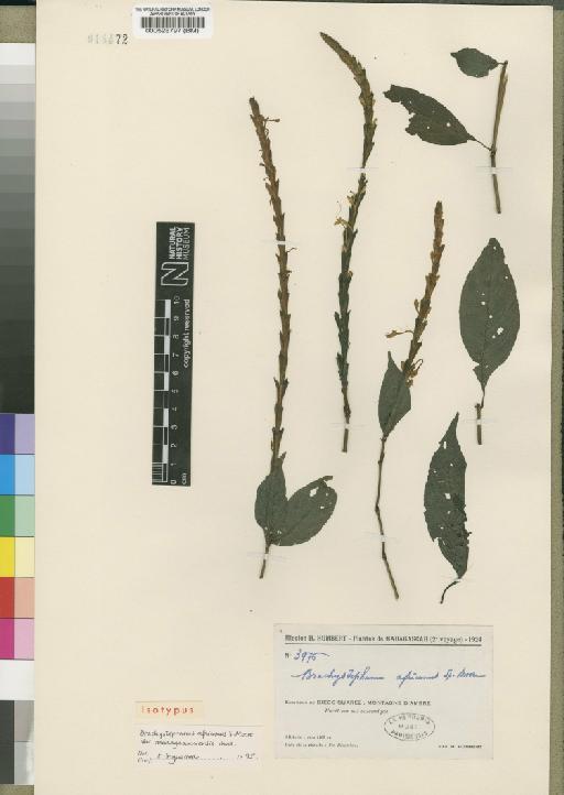 Brachystephanus africanus var. madagascariensis Figueiredo - BM000528797