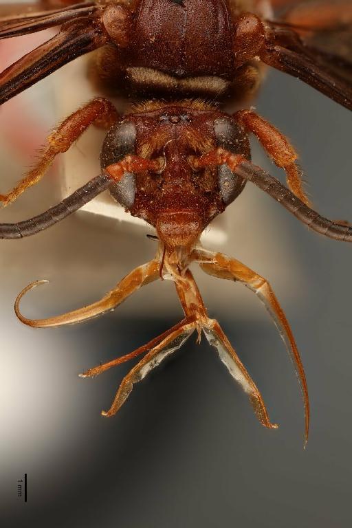 Rhathymus unicolor (Smith, F., 1854) - 014022709_face