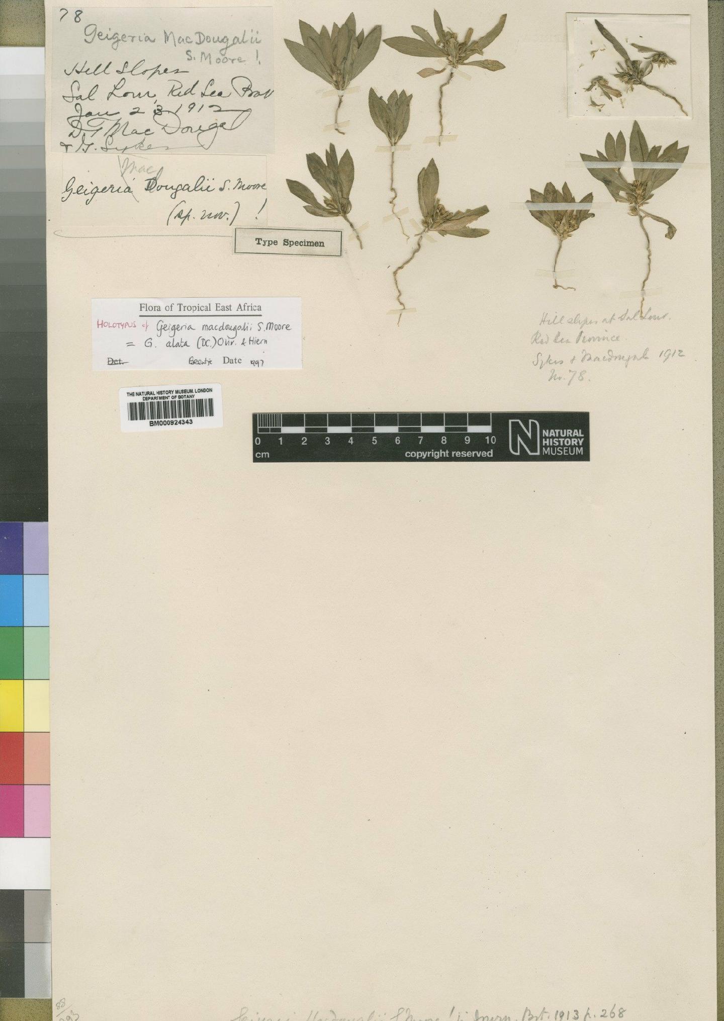 To NHMUK collection (Geigeria macdougalii Moore; Type; NHMUK:ecatalogue:4529371)