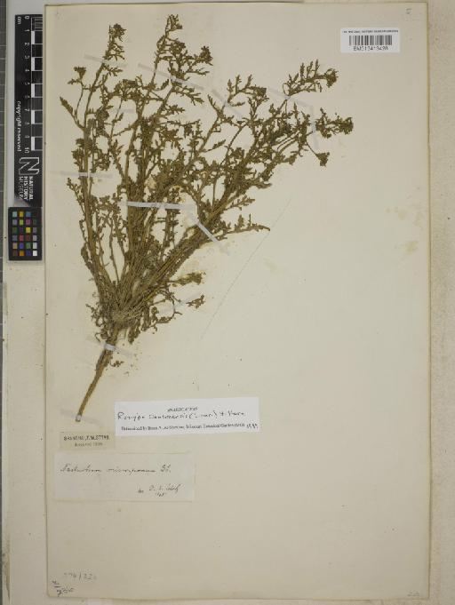 Rorippa cantonensis (Lour.) Hara - BM013413428